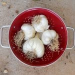 garlic-square