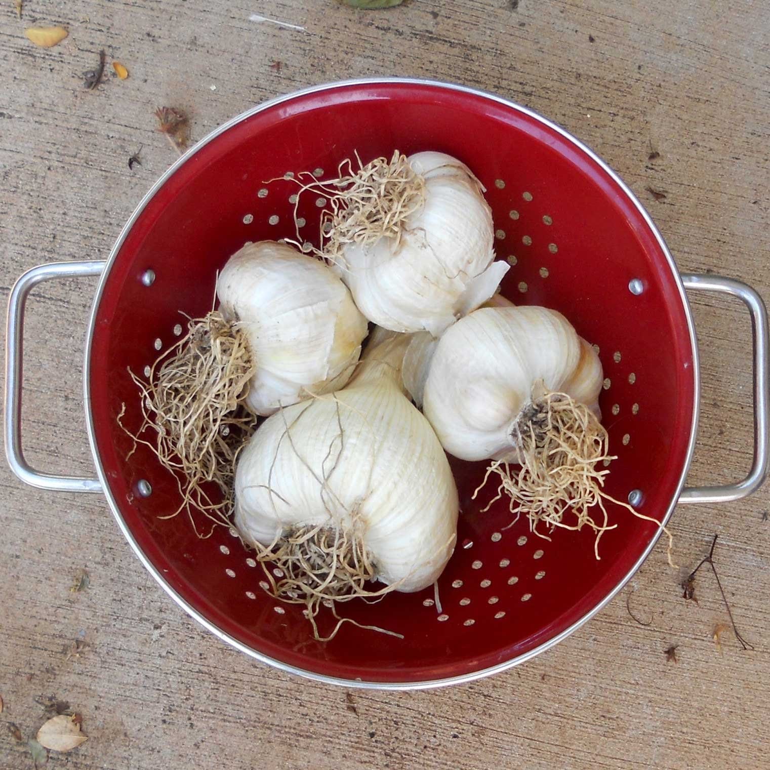 Garlic Big Cloves, Unpeeled (250 g) GroAxo