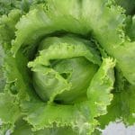 lettuce-iceberg-01
