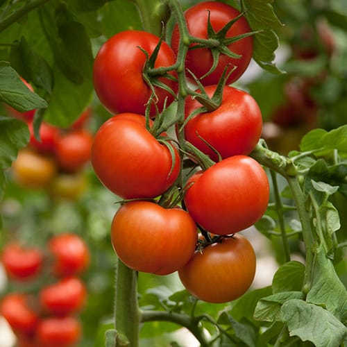 tomato-razymo-01