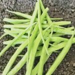 Cluster beans 1