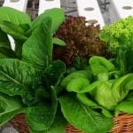 Exotic greens basket 2