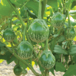 green Aubergine eggplant