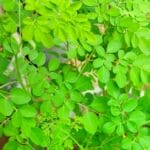 Moringa leaves (2)