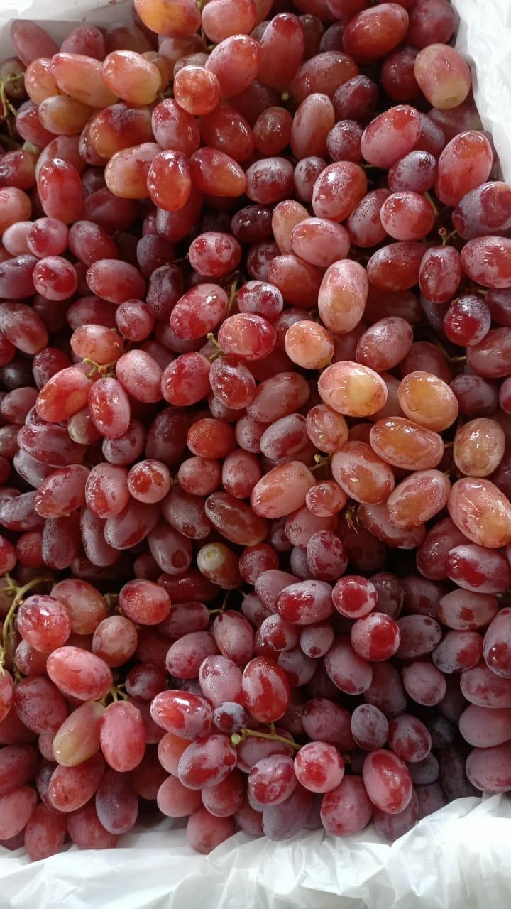 Red Seedless Grapes (Angoor Ghermez Bi Hasteh) - Yekta Persian Market &  Kabob Counter